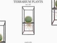 MINIMAL - Terrarium Plants 4