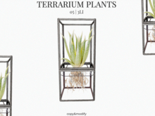 MINIMAL - Terrarium Plants 5