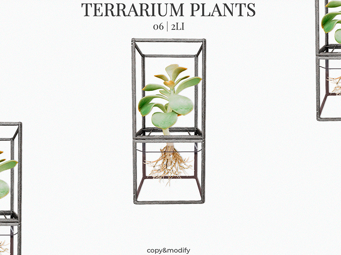 MINIMAL - Terrarium Plants 6