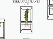 MINIMAL - Terrarium Plants 7
