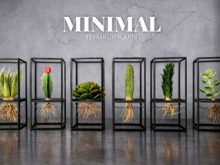 MINIMAL - Terrarium Plants FATPACK
