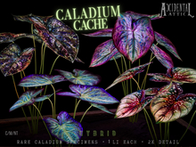 Accidental Attic - Caladium Cache - Hybrids