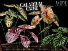 Accidental Attic - Caladium Cache - Naturals 