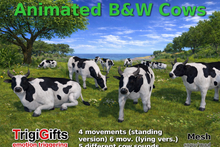 Cows