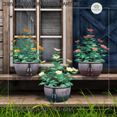 DD Chrysanthemum Stone Planters