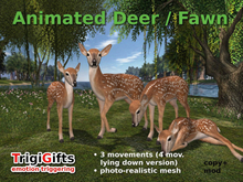 Deer