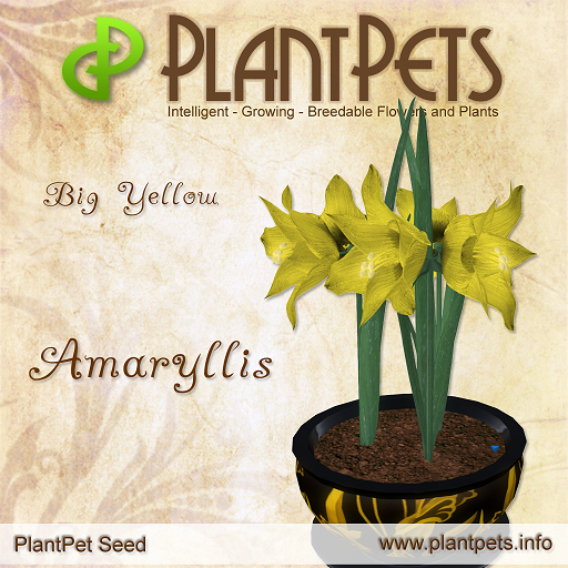 PlantPet Seed [Amaryllis *Big Yellow*] COMMON - free breeding - no extra costs