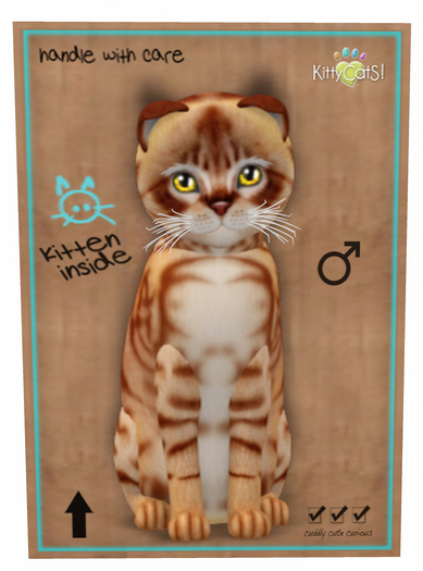 KittyCatS Box - New Born Kitten ; Australian Mist - Ginger