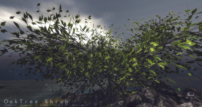 Oak Shrub