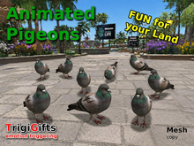 Animated Pigeons