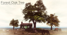 Oak Tree 