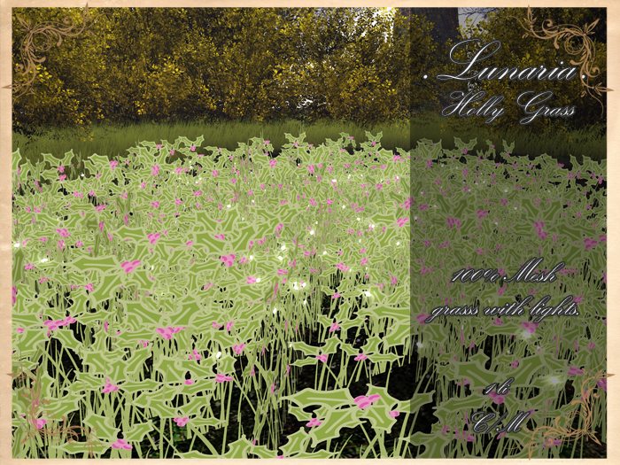 .Lunaria. Holly Grass 