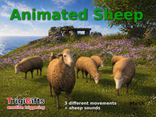 Sheep