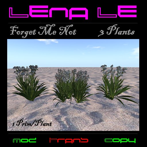 Forget Me Not / 3 Plant Set