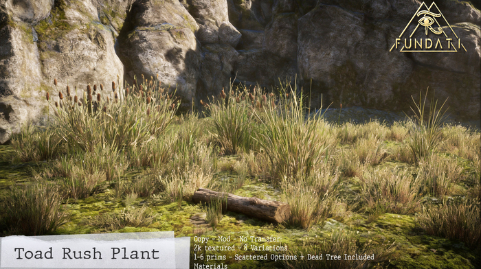 ( Fundati ) Toad Rush Plant