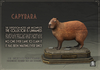 Dirty Rat - Capybara