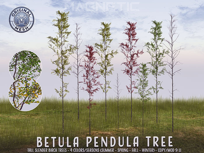 Magnetic - Betula Pendula Tree