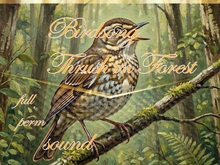 Bunny's Sounds-Birdsong Thrush In Forest-full perm bird sound
