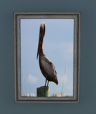 Picture Framed - Lone Pelican 