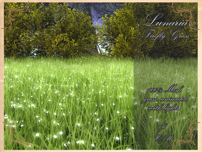 .Lunaria. Firefly Grass 