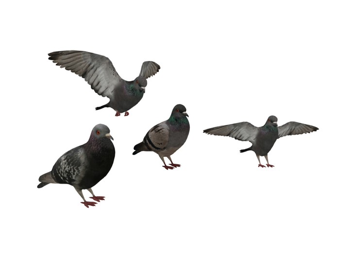 pigeons bundle
