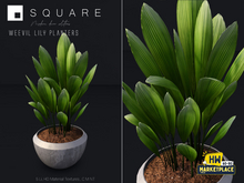 [ SQUARE ] - Weevil Lily Planter HWSALE