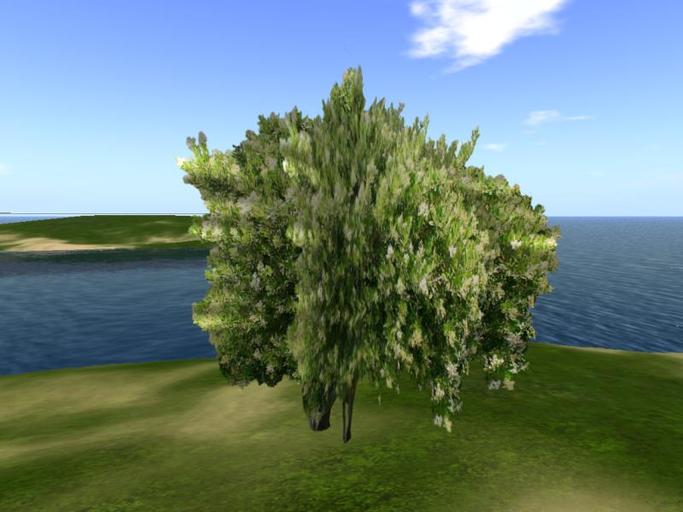 Arkads 1 Prim Japanese Silverberry
