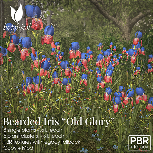 Bearded Iris 'Old Glory' - Patriotic Garden Flower (8 Single Plants, 5 Clusters)