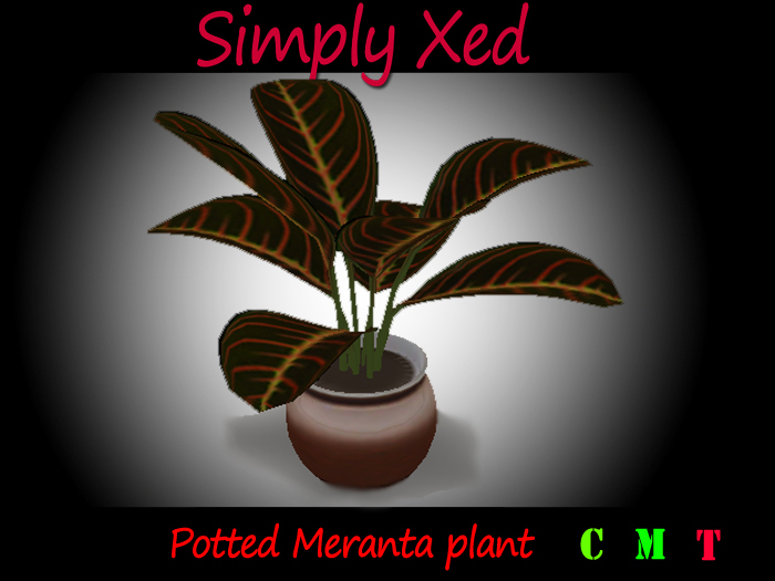 Potted Meranta Plant