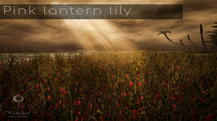  Pink Lantern Lily