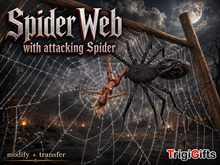 Spider