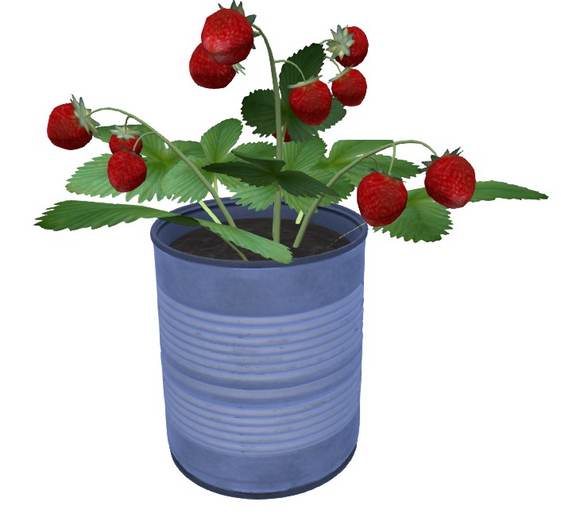 Strawberry Plant in Can / Fraisier