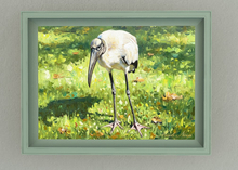 Picture - Bald Stork