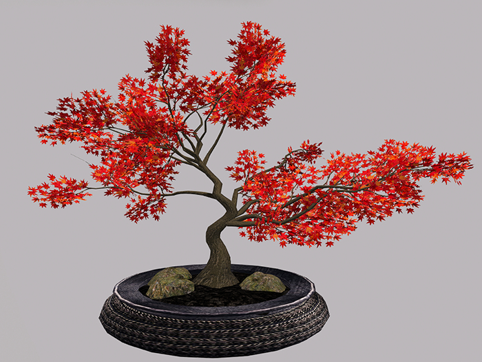 Japanese Maple Bonsai