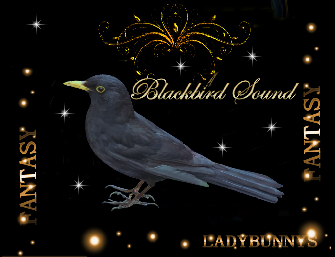Bunny's Sounds -BlackBird Singing Looped-full perm sound