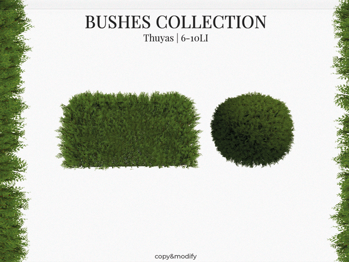 MINIMAL - Bushes Collection Thuyas