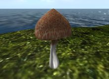 Random Nest Vendor for Meeroos , Bunny etc.