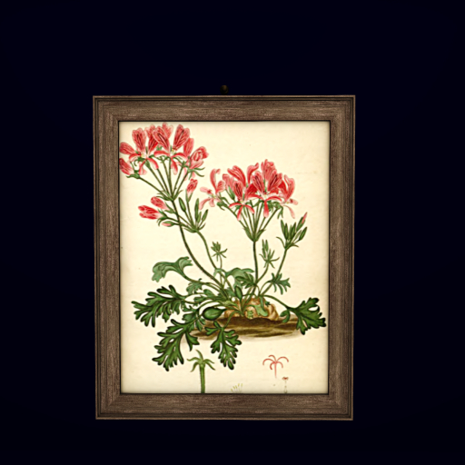 EED's FRAME BOTANIC 2 resizer c