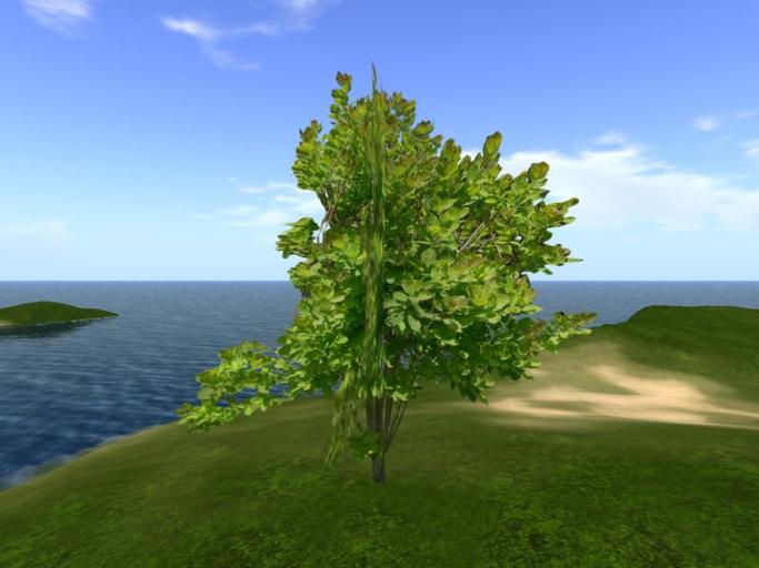 Arkads 1 Prim American Smoke Tree