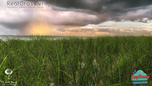 Grass Real Grass V1 Mesh Animated