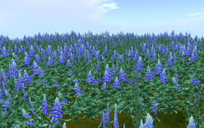 Blue bonnet of Texassome_field  (copy　10*10m