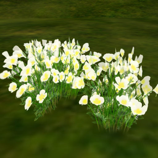 California poppy_white (copy