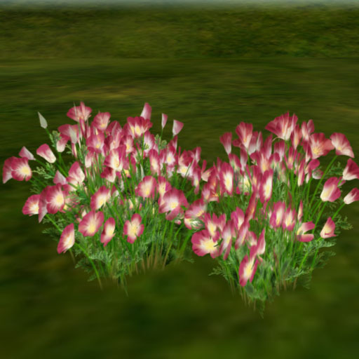 California poppy_red (copy