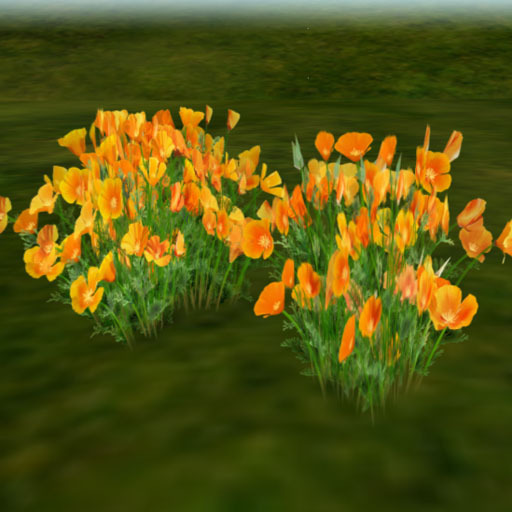 California poppy_orange (copy
