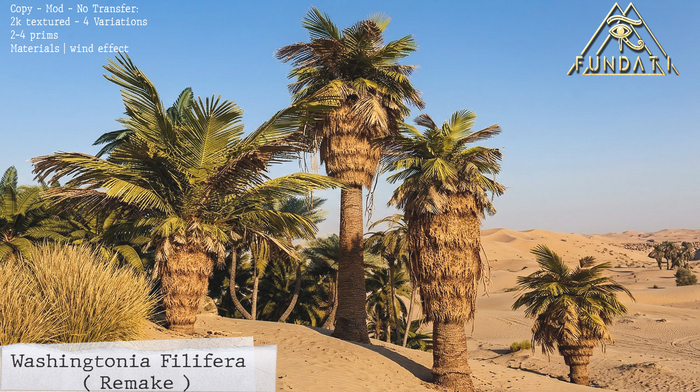 (Fundati) Washingtonia Filifera Remake