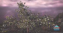 Magnolia Shrub
