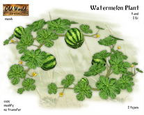 Watermelon Plant - Old World - Rustic Garden