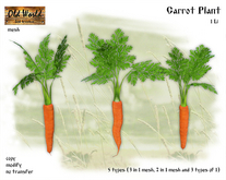 Carrot Plant - Old World - Rustic / Medieval Garden