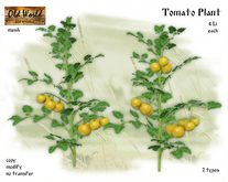 Tomato Plant Yellow - Old World - Rustic Garden