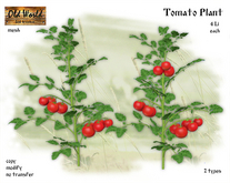 Tomato Plant Red - Old World - Rustic Garden